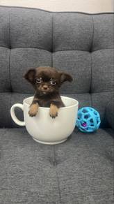 TeaCup sized Male Chihuahua Puppy