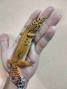 Leopard Gecko