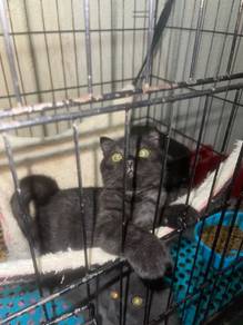 Scottish fold hitam  area perlis