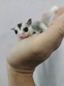 WF Mosaic sugar glider betina