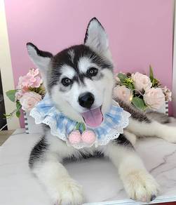 Wooly Husky