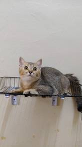 Kitten BSH