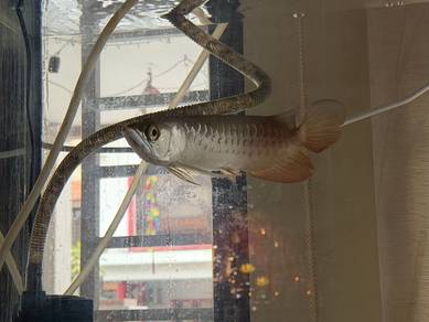 Crossback Blue base arowana