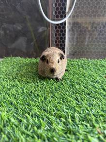 guinea pig