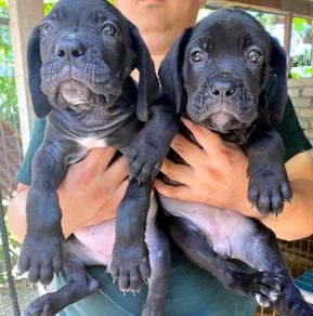 CC9000 Cane Corso puppies #MKA
