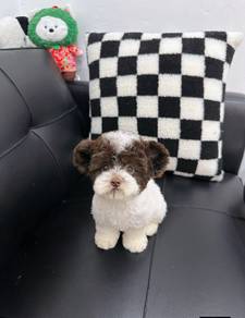 Mini Mickey ear poodle -Girl 