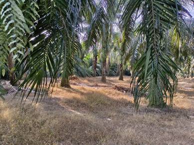 Agricultural Land in Rembau, NSN