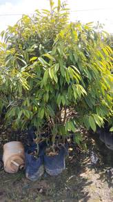 Pokok Durian musang 5 kaki 6 kaki