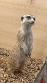 Meerkat
