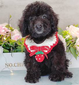 Poodle