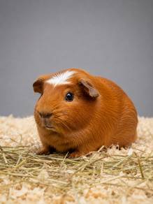 Crested Guinea Pig