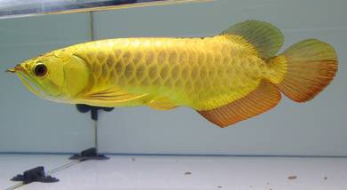 Arowana 24k golden crossback 13 inch-wholesale