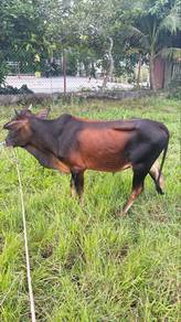 lembu jantan haji