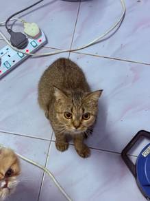 bsh