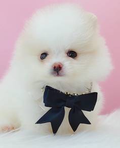 Tiny Pomeranian