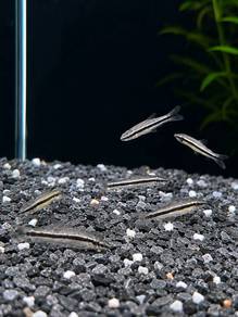Siamese Algae Eater