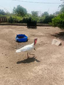 Induk Ayam Belanda 