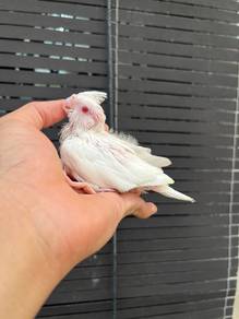albino cockatiel burung