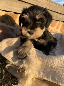 Schnauzer