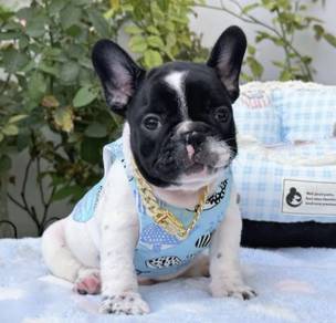 FRENCH BULLDOG PUPPIES 🌻A191 Cow Pattern New
