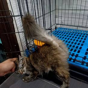 cat long hair 