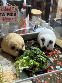 Pair California Guinea Pig