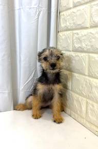 J0070 Silkese Small Companion Teddy Dog