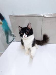 Persian x American Curl