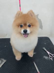 pomeranian m