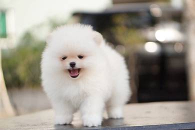 pomeranian 11