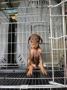 Doberman puppies for booking