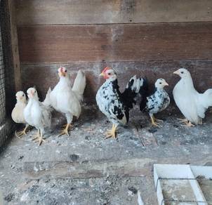 anak ayam serama 