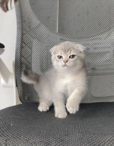 blue golden Scottish fold 