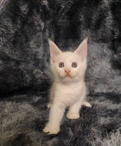 Mainecoon kitten Male 