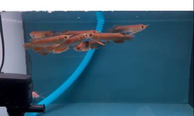 Arowana super Highback