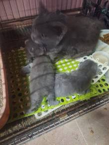 Kitten BSH