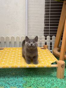 Blue Munchkin kitten