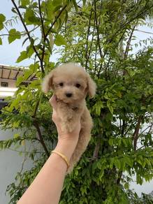 Pure poodle puppy