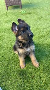HTTH_GS77 German Shepherd MKA puppies dogs