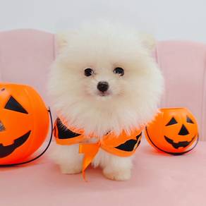 Mini Pomeranian