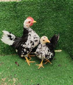 anak ayam serama 
