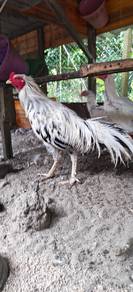 Ayam