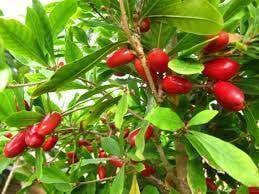 Benih Miracle Fruits / Pokok Ajaib