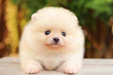 Pomeranian