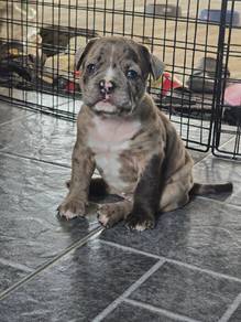 Cute Female Merle American (Exotic) Bully