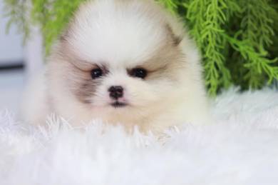 Pomeranian