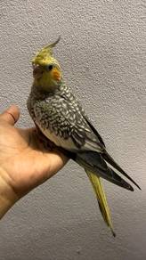 Burung cockatiel anak muda jinak 