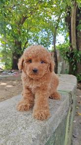 toy poodle M5