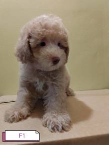 Maltipoo 