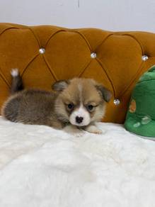 Corgi